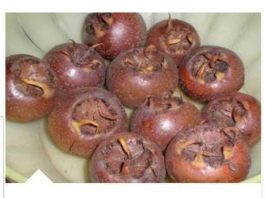 OVU BILJKU SVI ZAOBILAZIMO, A NISMO NI SVJESNI KOLIKO VRIJEDI: Evo zašto treba jesti MUŠMULE