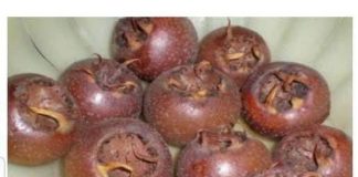 OVU BILJKU SVI ZAOBILAZIMO, A NISMO NI SVJESNI KOLIKO VRIJEDI: Evo zašto treba jesti MUŠMULE