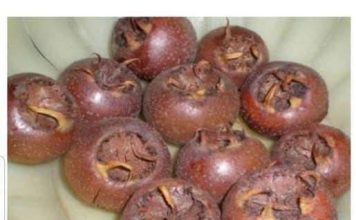 OVU BILJKU SVI ZAOBILAZIMO, A NISMO NI SVJESNI KOLIKO VRIJEDI: Evo zašto treba jesti MUŠMULE