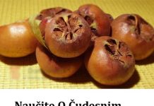 Naučite O Čudesnim MOĆIMA Mušmule: Od Podizanja Imuniteta DO Njege Zdravlja MOZGA