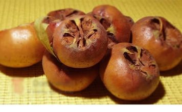 Naučite O Čudesnim MOĆIMA Mušmule: Od Podizanja Imuniteta DO Njege Zdravlja MOZGA