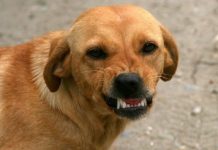 Zašto psi laju na neke ljude, a na neke neće? Konačno otkriven razlog, PSI VIDE NEŠTO ŠTO LJUDI NE MOGU