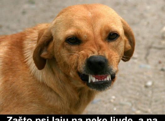 Zašto psi laju na neke ljude, a na neke neće? Konačno otkriven razlog, PSI VIDE NEŠTO ŠTO LJUDI NE MOGU