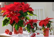 MNOGI ŽELE BOŽIĆNU ZVIJEZDU, A EVO ŠTA ZAPRAVO OVA BILJKA PRIVLAČI U DOM: Ako je imate u kući, ovo je važno da znate