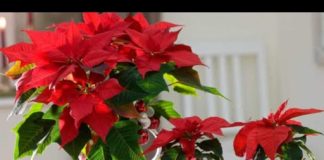 MNOGI ŽELE BOŽIĆNU ZVIJEZDU, A EVO ŠTA ZAPRAVO OVA BILJKA PRIVLAČI U DOM: Ako je imate u kući, ovo je važno da znate