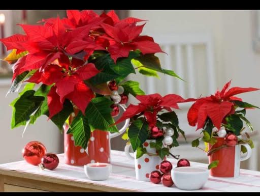 MNOGI ŽELE BOŽIĆNU ZVIJEZDU, A EVO ŠTA ZAPRAVO OVA BILJKA PRIVLAČI U DOM: Ako je imate u kući, ovo je važno da znate