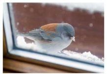 Šta znači ako vam ptica uleti u kuću ili udari u prozor: Neće vam se svidjeti ovaj odgovor