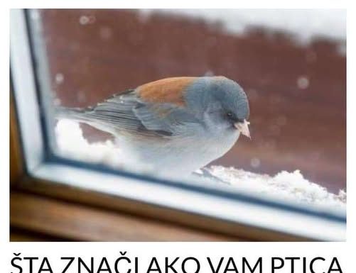 Šta znači ako vam ptica uleti u kuću ili udari u prozor: Neće vam se svidjeti ovaj odgovor