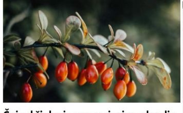 Čaj od šipka je prava riznica zdravlja, ali niko ne zna kako se pravilno kuha: Jedna stvar mu uništava sve vitamine