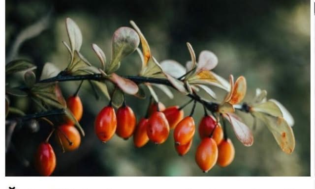 Čaj od šipka je prava riznica zdravlja, ali niko ne zna kako se pravilno kuha: Jedna stvar mu uništava sve vitamine