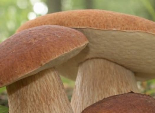 ČUDOTVORNA GLJIVA: VRGANJ KAO LIJEK