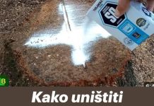 Kako uništiti panjeve i korijenje drveća — i spriječiti ponovno izrastanje