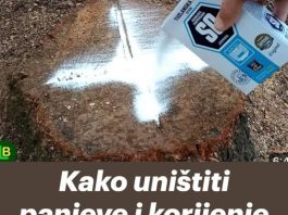 Kako uništiti panjeve i korijenje drveća — i spriječiti ponovno izrastanje