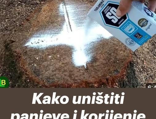 Kako uništiti panjeve i korijenje drveća — i spriječiti ponovno izrastanje