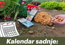 Kalendar sadnje: Kada sijati svako povrće (Izbjegnite ove greške)