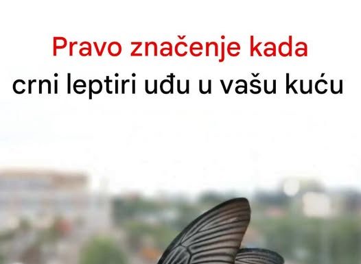 Kada crni leptir posjeti vašu kuću, to bi moglo značiti nešto ozbiljno