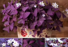 SRETNO CVIJEĆE KOJE NOĆU SPAVA: Ovu biljku morate imati u SVOM DOMU!