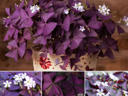 SRETNO CVIJEĆE KOJE NOĆU SPAVA: Ovu biljku morate imati u SVOM DOMU!