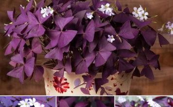 SRETNO CVIJEĆE KOJE NOĆU SPAVA: Ovu biljku morate imati u SVOM DOMU!