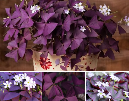 SRETNO CVIJEĆE KOJE NOĆU SPAVA: Ovu biljku morate imati u SVOM DOMU!