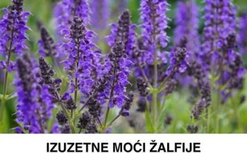 IZUZETNE MOĆI ŽALFIJE
