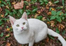 Mačke ne griješe kada su ljudi u pitanju: NIKADA NEĆE ZAVOLJETI OVAKVOGA ČOVJEKA