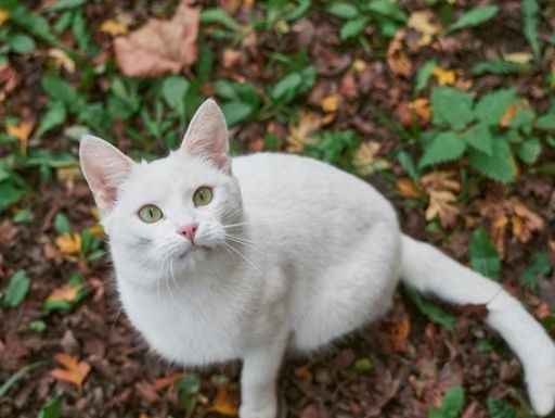 Mačke ne griješe kada su ljudi u pitanju: NIKADA NEĆE ZAVOLJETI OVAKVOGA ČOVJEKA
