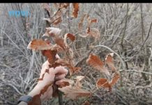 Evo kada se po pravilu ide po badnjak i zašto baš na taj dan