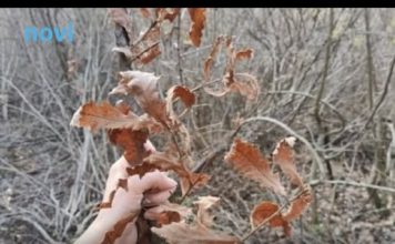 Evo kada se po pravilu ide po badnjak i zašto baš na taj dan