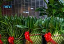 Obavezno unesite ove tri biljke u svoj dom u Novoj godini: Donose sreću, ljubav i prosperitet