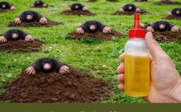 Krtice bježe za 1 minut! Prirodne metode