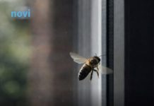 Ako vam se pčela zadržava oko kuće to nikako nije slučajno: Evo šta to govori o vašem domu