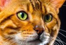 DOKAZANO: Osobe koje imaju mačku u kući su sretnije