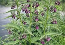 Jedna biljka i rakija, lijek za sve bolesti: Zovu je najljekovitijom tinkturom svijeta!