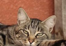 Mačka je pravi lek za ČOVEKA: 7 bolesti koje SAMO ONA može da izleči!