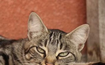 Mačka je pravi lek za ČOVEKA: 7 bolesti koje SAMO ONA može da izleči!