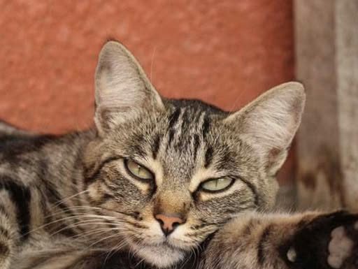 Mačka je pravi lek za ČOVEKA: 7 bolesti koje SAMO ONA može da izleči!