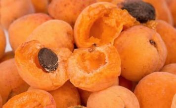 Nisu bolesni i ne znaju za RAK! Žive preko 100 godina, a žene rađaju i sa 65 godina! Smatraju da je ključ je u OVOM voću