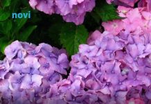 Koju hladnoću hortenzija podnosi? Ispod ove temperature treba je obavezno zaštititi