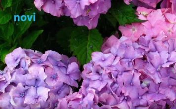 Koju hladnoću hortenzija podnosi? Ispod ove temperature treba je obavezno zaštititi