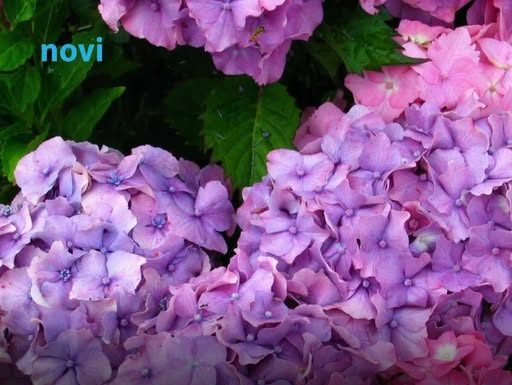 Koju hladnoću hortenzija podnosi? Ispod ove temperature treba je obavezno zaštititi