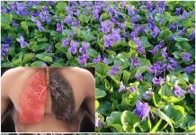 Ako vidite ovu biljku, sjedite na pravom BOGATSTVU, a da toga ni ne znate! 25 KORISTI slatke ljubičice i kako je PRAVILNO KORISTITI