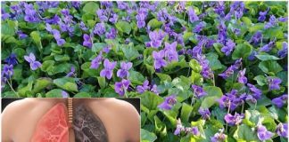 Ako vidite ovu biljku, sjedite na pravom BOGATSTVU, a da toga ni ne znate! 25 KORISTI slatke ljubičice i kako je PRAVILNO KORISTITI