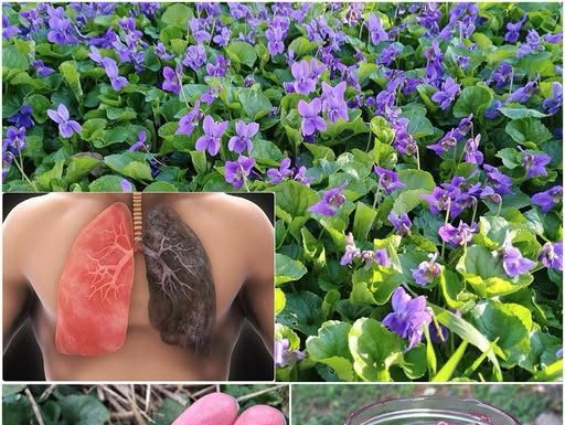 Ako vidite ovu biljku, sjedite na pravom BOGATSTVU, a da toga ni ne znate! 25 KORISTI slatke ljubičice i kako je PRAVILNO KORISTITI