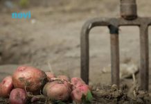 Sada je pravo vrijeme da posadite ovo: Najbolje biljke za uzgoj tokom zimskih dana