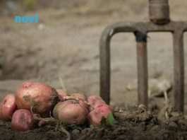 Sada je pravo vrijeme da posadite ovo: Najbolje biljke za uzgoj tokom zimskih dana