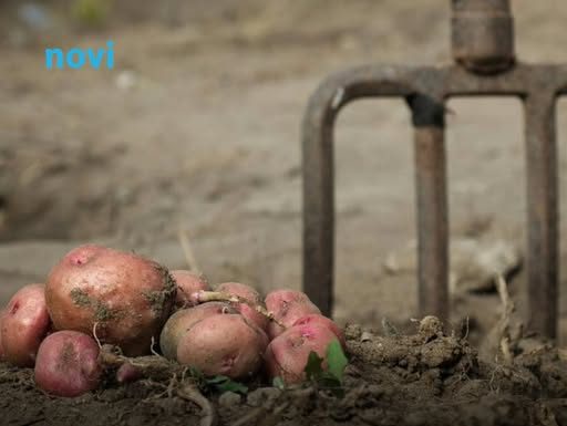 Sada je pravo vrijeme da posadite ovo: Najbolje biljke za uzgoj tokom zimskih dana