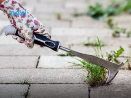 Na vrijeme spriječite pojavu korova: Ključno je napraviti ovo tokom zime