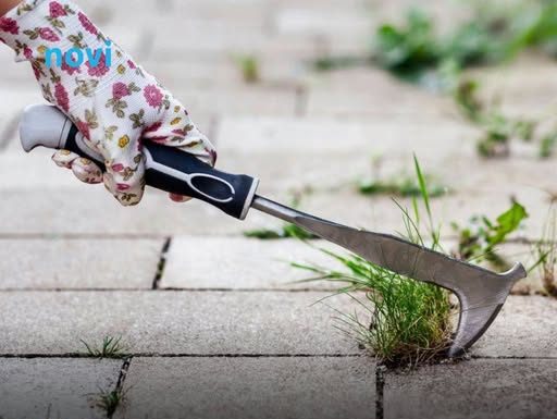 Na vrijeme spriječite pojavu korova: Ključno je napraviti ovo tokom zime