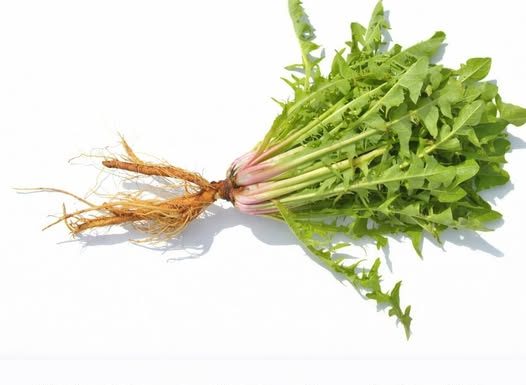 Nalazi se u svakom vrtu, a jedan list može spasiti vaš život za minut, ali samo neki znaju kako ga koristiti